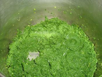 Boerenkool, kale of krulkool. Groenekoolstamppot. 5