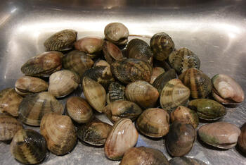 Pasta met venkel en tapijtschelpen of vongole 4