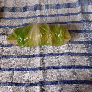 Met gehakt gevulde spitskoolbladeren 8